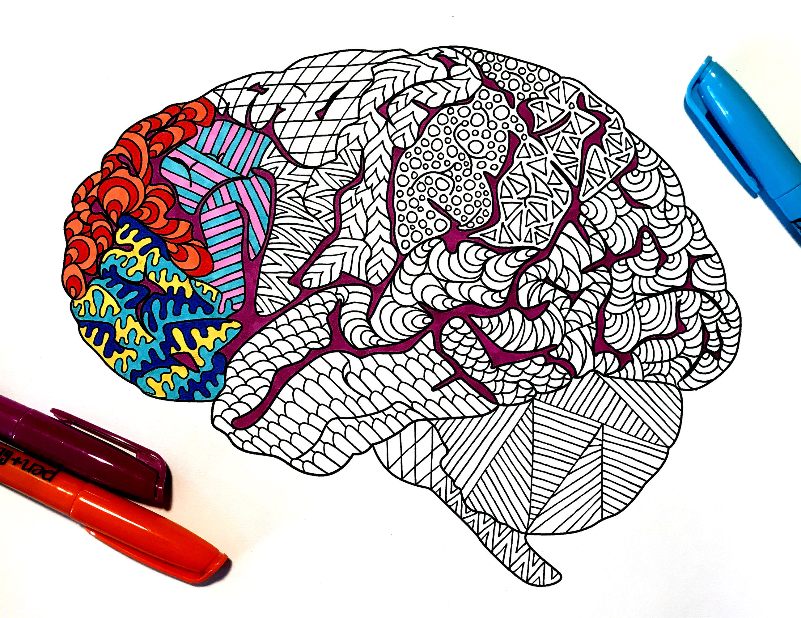 Brain pdf anatomy coloring page