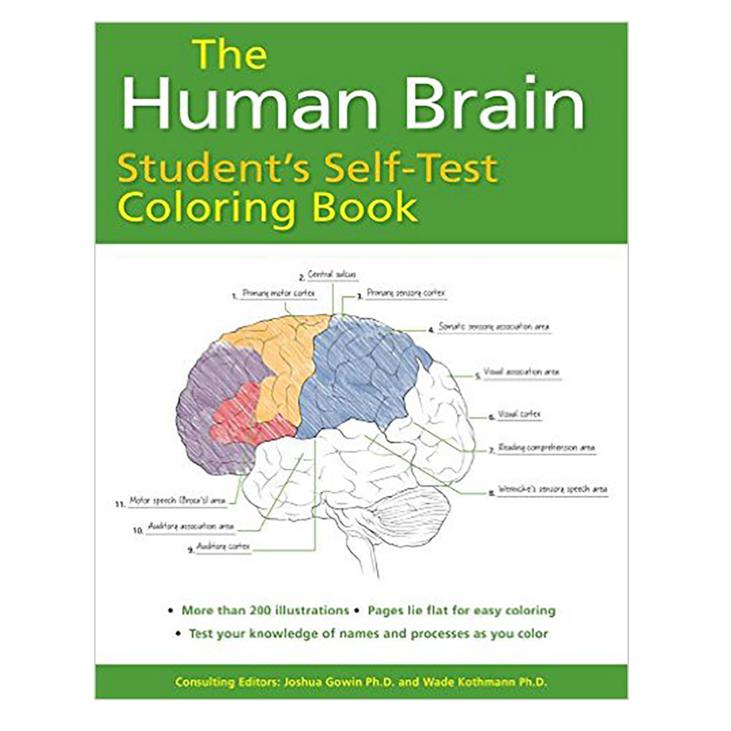 The human brain students self