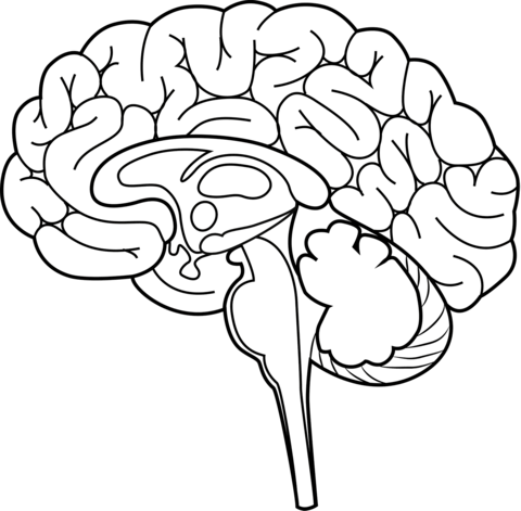 Human brain coloring page free printable coloring pages