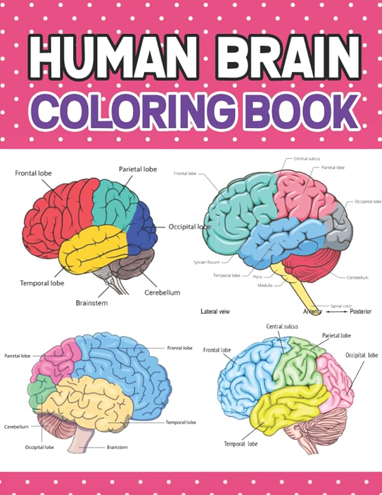 Human brain coloring book human brain anatomy coloring book for kids adults great book for learn and understand human brain anatomy perfect gift anatomy book for beginning medical students by