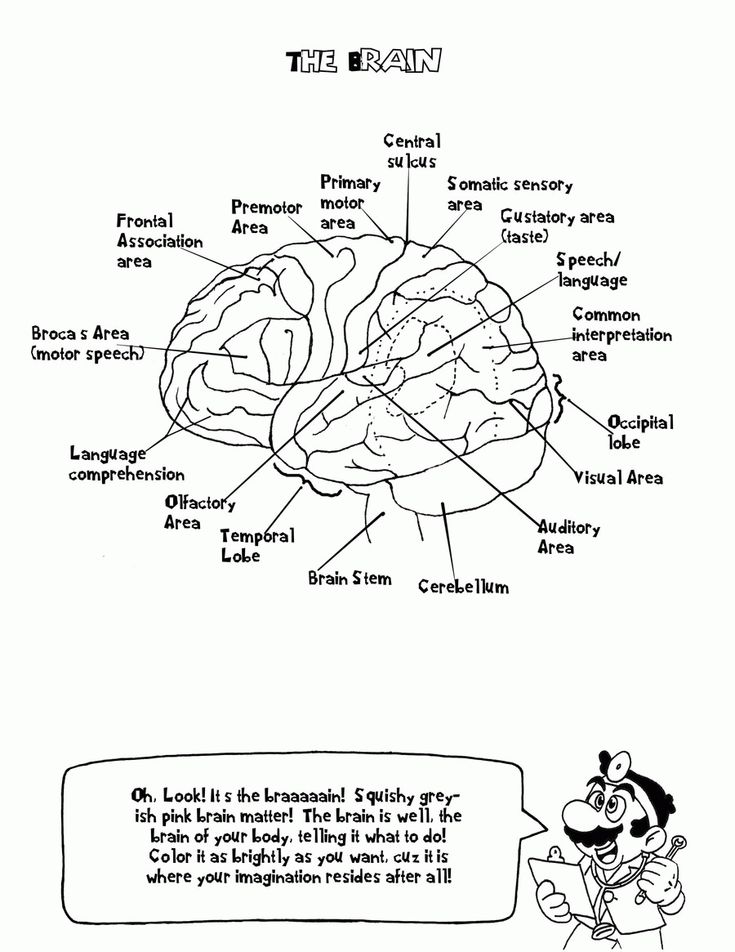 Download or print this amazing coloring page human anatomy coloring sheets