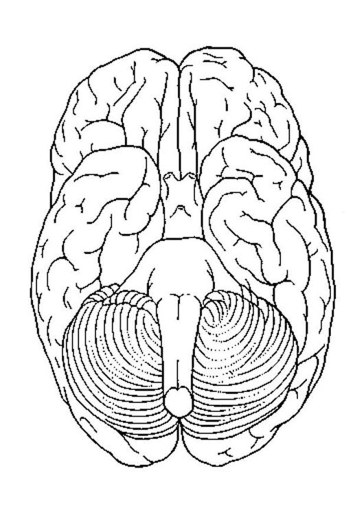 Coloring pages coloring brain anatomy