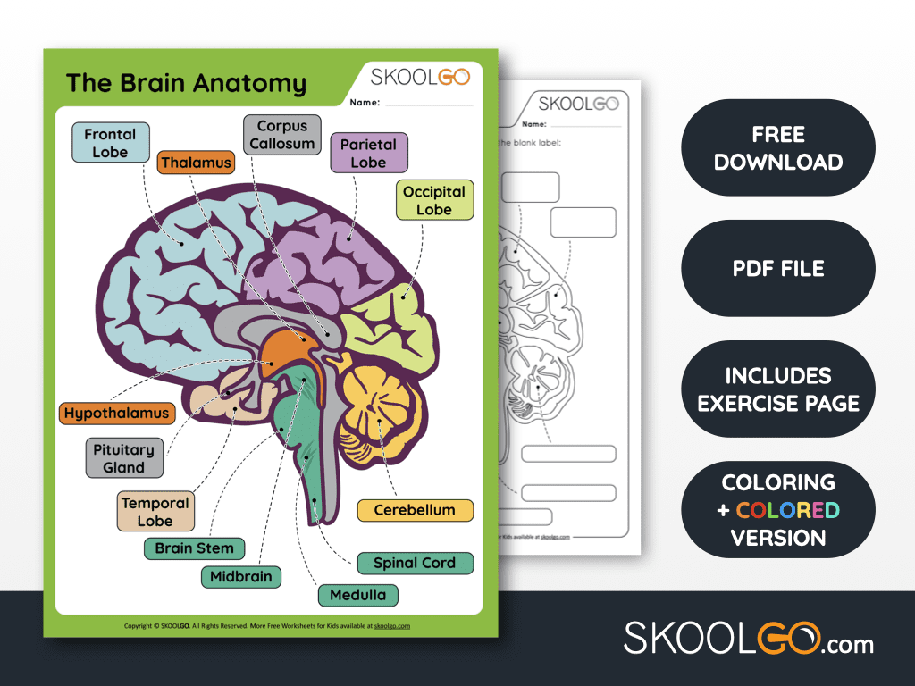 The brain anatomy