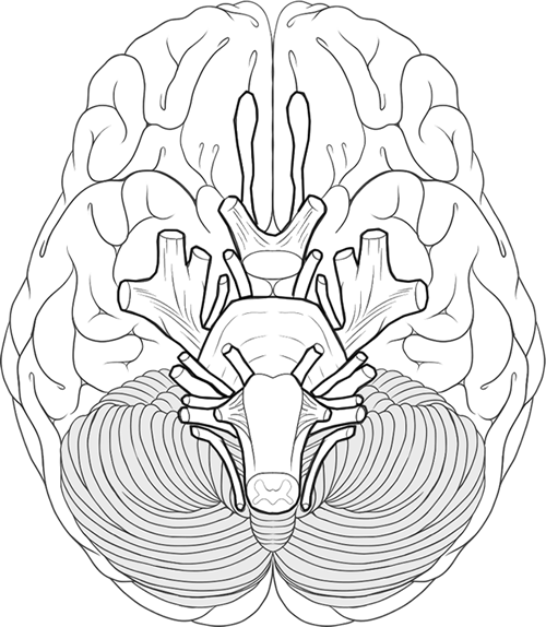 Cranial nerves coloring