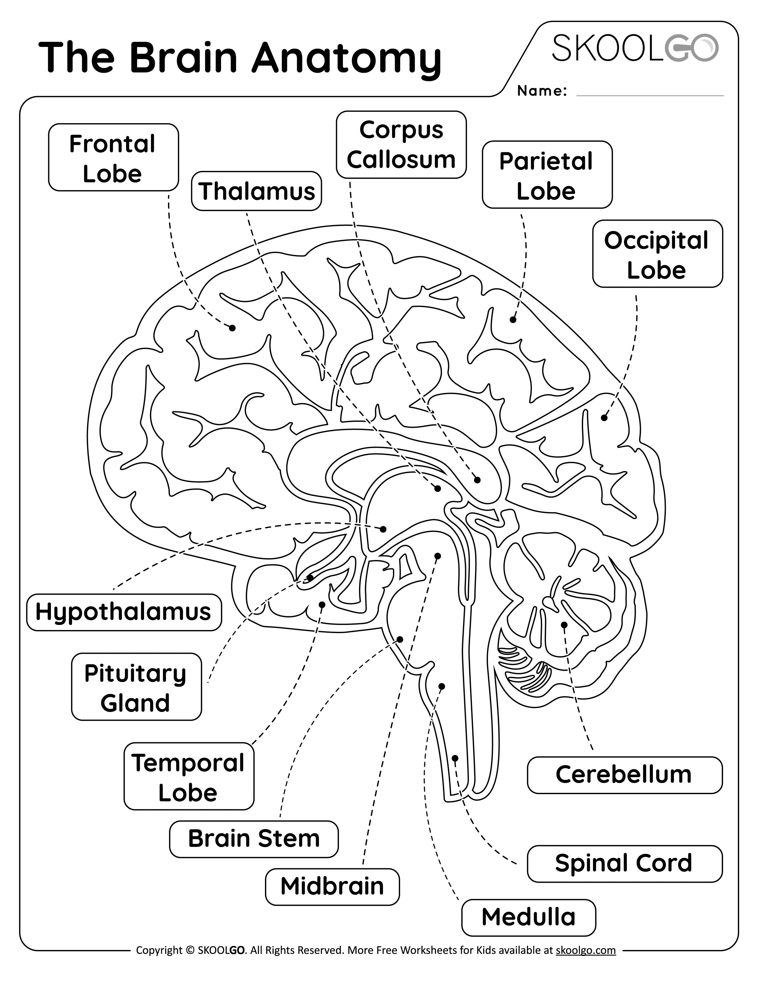 The brain anatomy