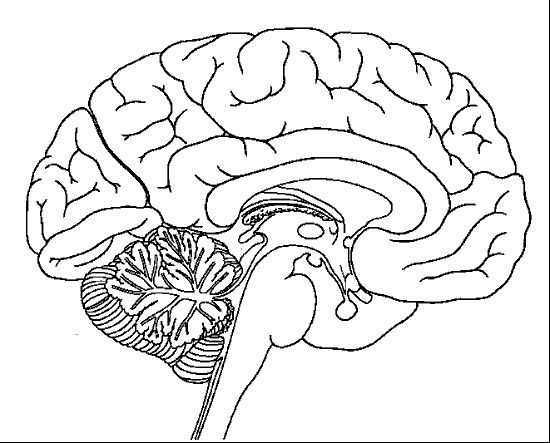 Brain coloring page brain diagram brain anatomy human brain