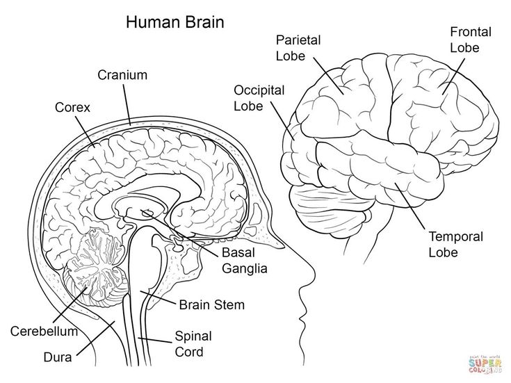 Anatomy coloring pages coloring pages human brain anatomy coloring page coloring home