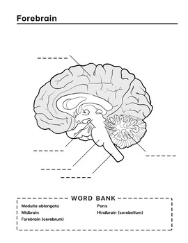 Neuroanatomy workbook coloring nervous system brain anatomy activity