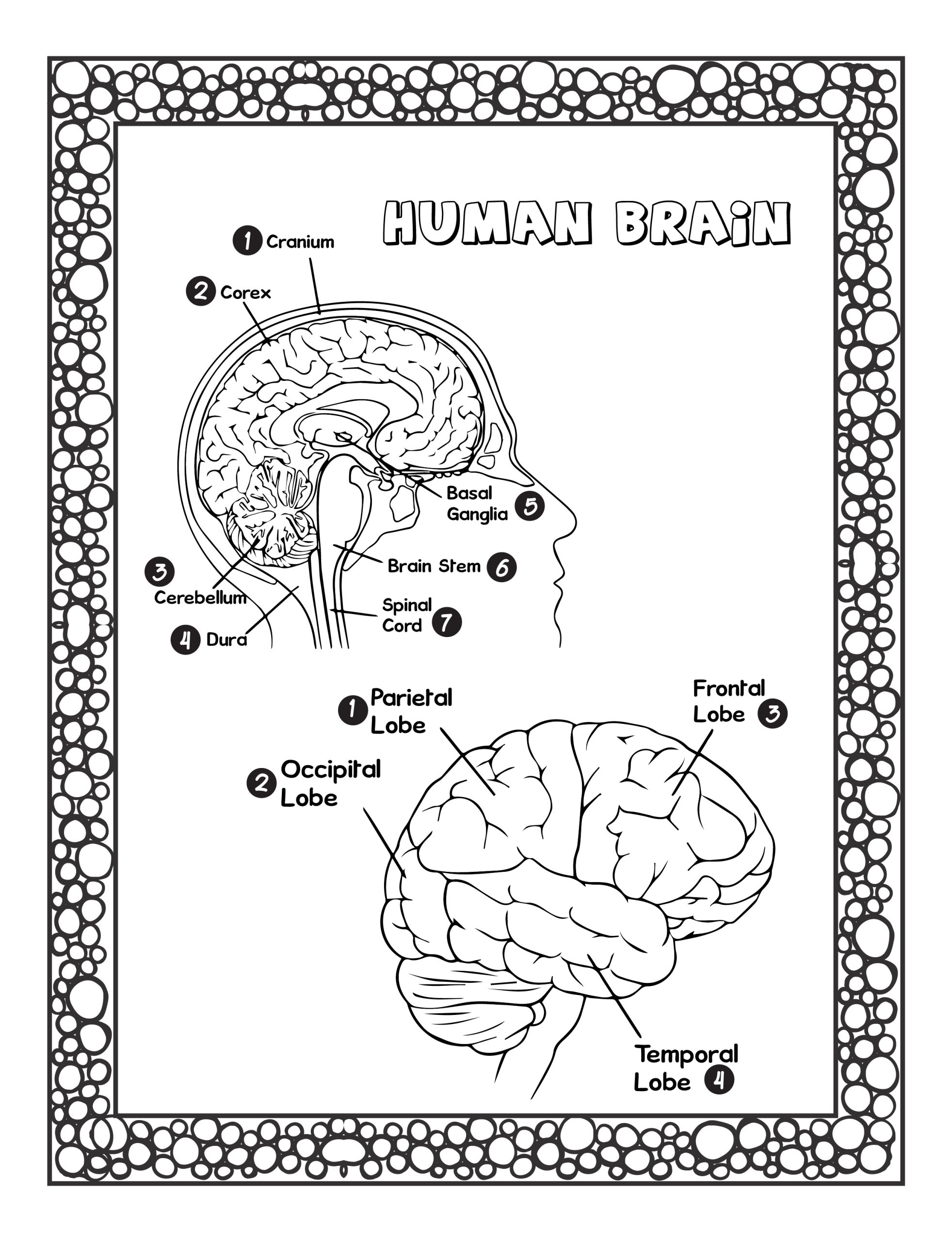 Human anatomy coloring pages for kids learn the body parts name made by teachers