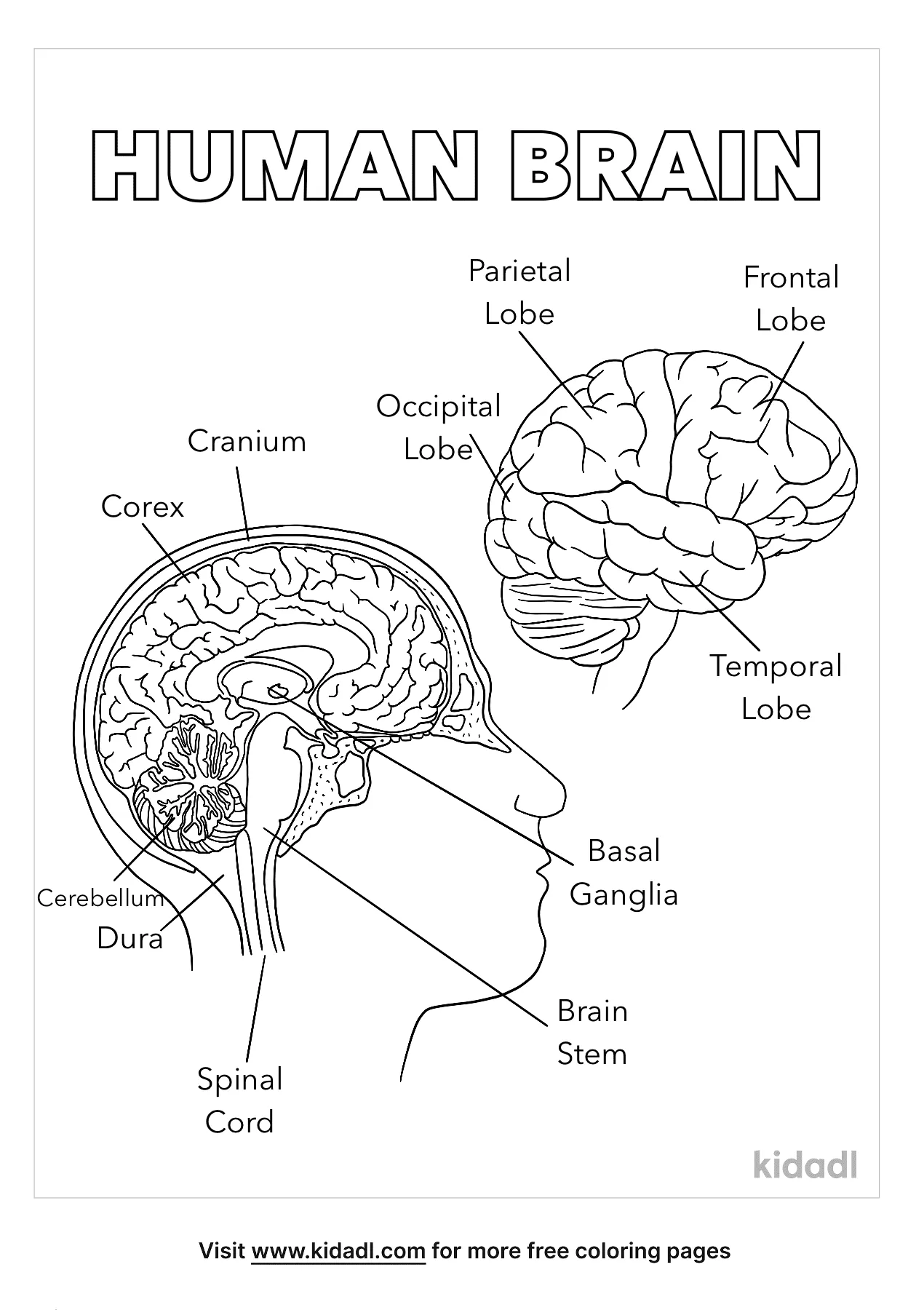 Free brain anatomy coloring page coloring page printables