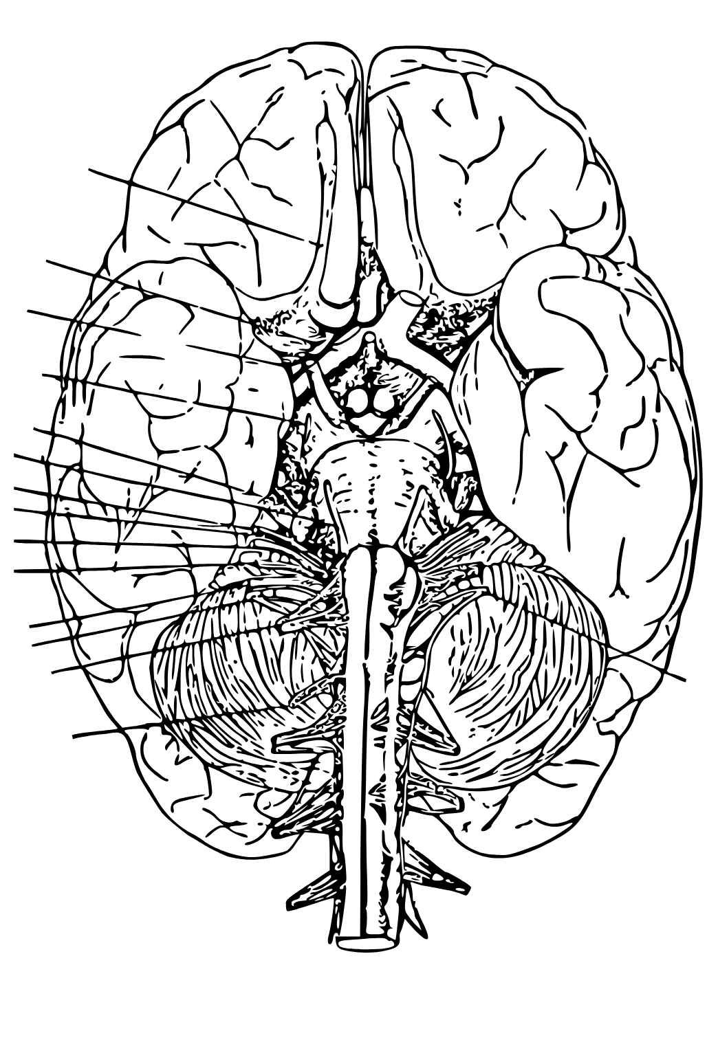 Free printable anatomy brain coloring page for adults and kids