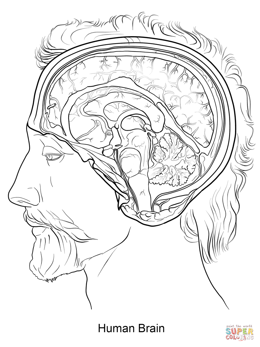 Human brain coloring page free printable coloring pages