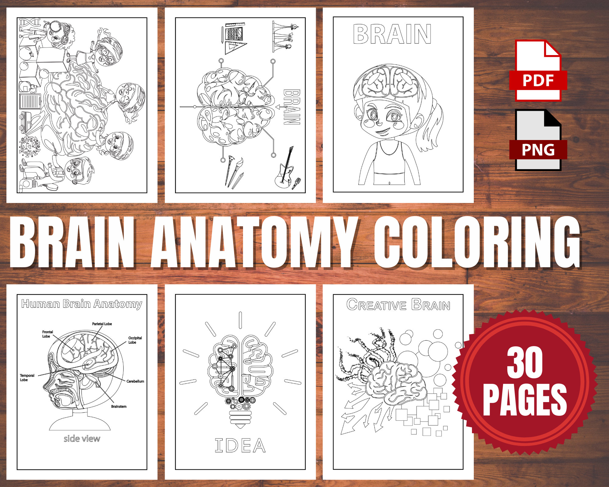 Human brain coloring pages digital download pages anatomy education for girls and boys kids ages