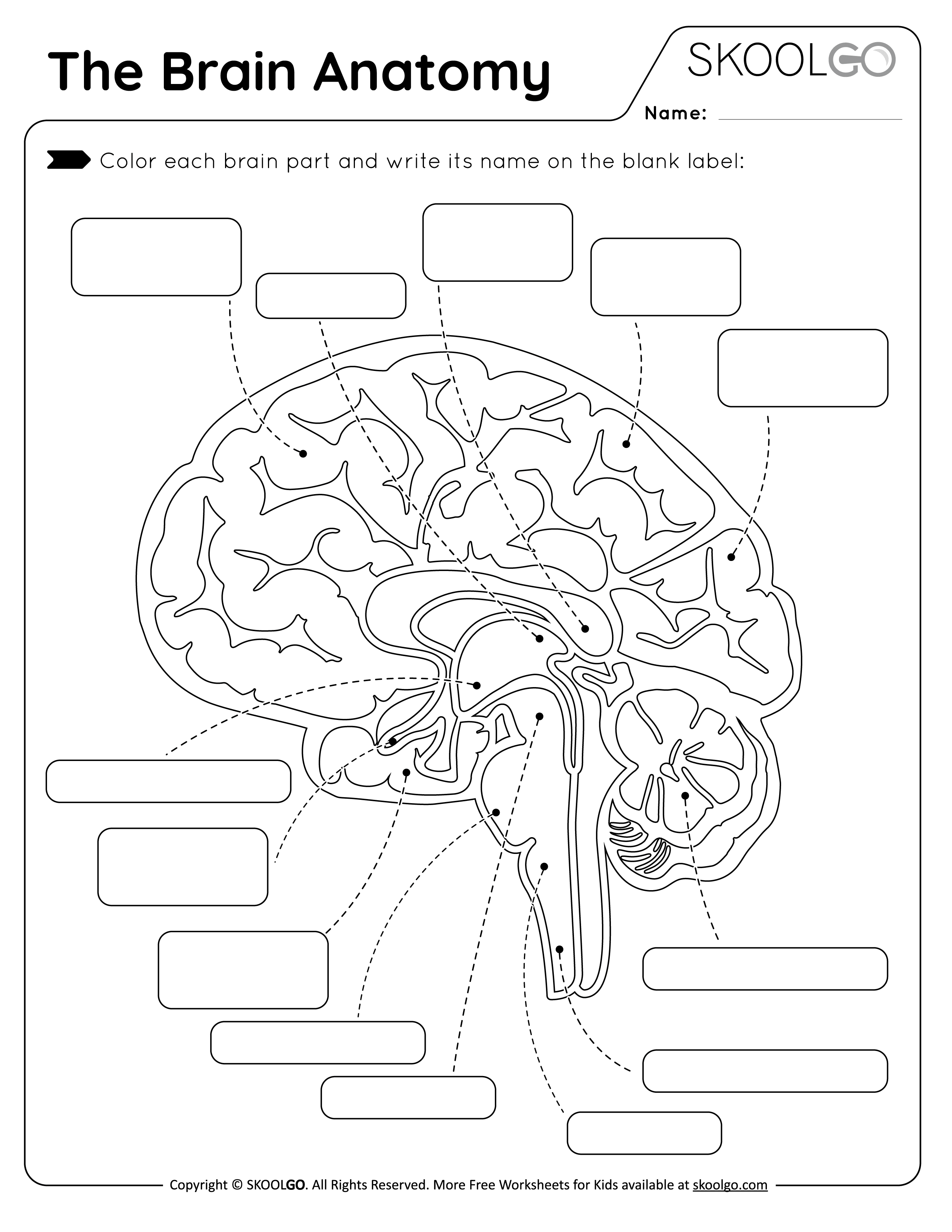 The brain anatomy