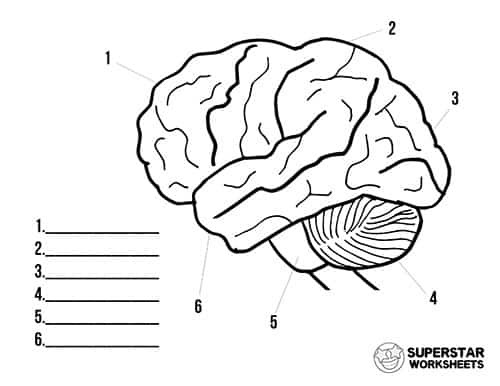 Human brain worksheets