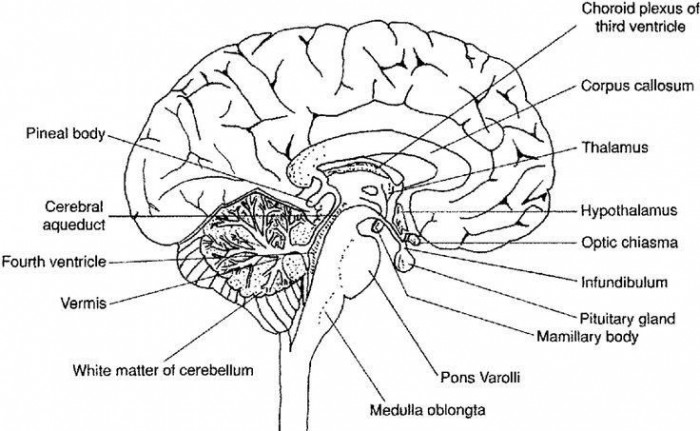 Human anatomy brain worksheets