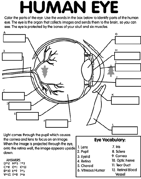 Human eye coloring page