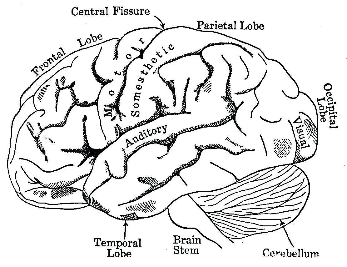 Image result for brain anatomy drawing book pdf anatomy coloring book human anatomy drawing