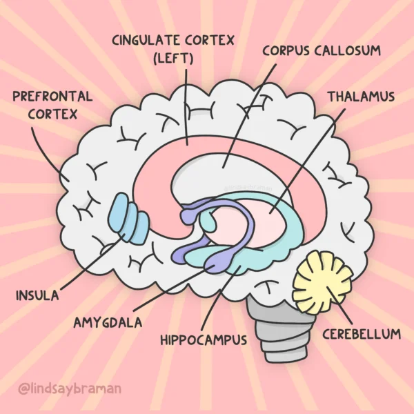 Learning about the brain a brain worksheet pdf resource