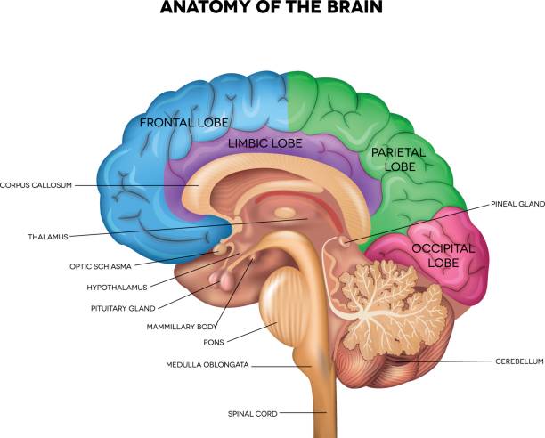 Brain anatomy stock photos pictures royalty