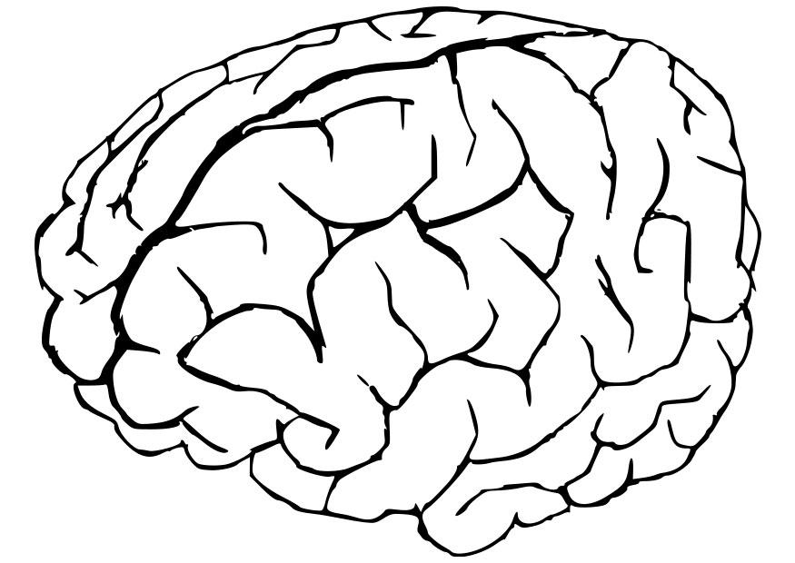 Coloring pages brain anatomy coloring pages