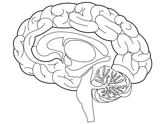 Brain coloring pages