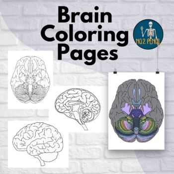 Brain anatomy coloring tpt