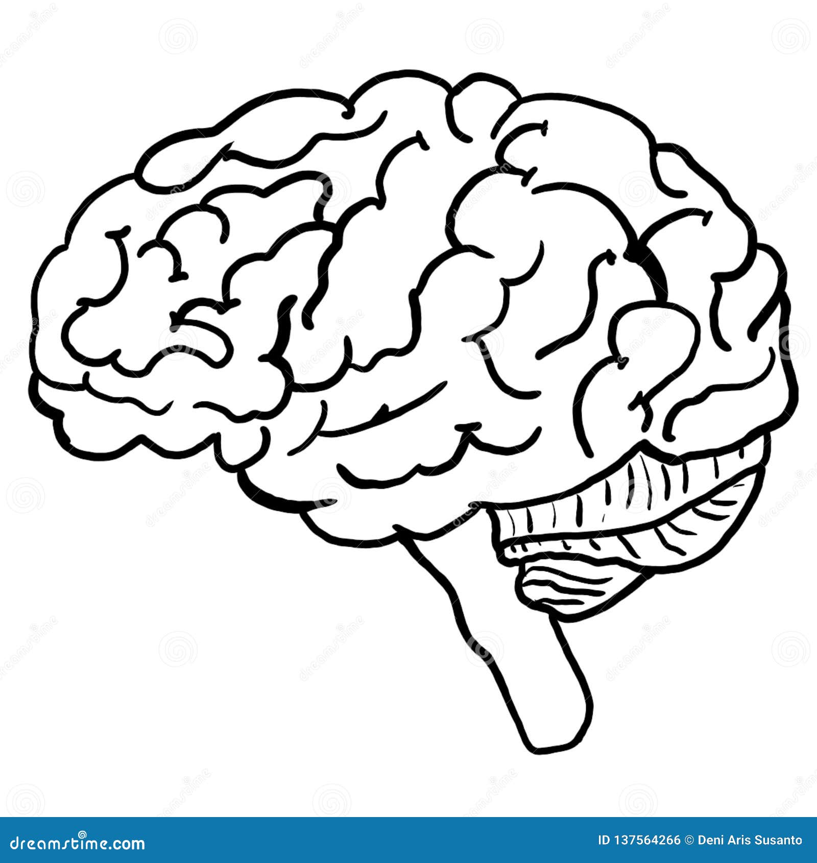 Human brain coloring page stock illustrations â human brain coloring page stock illustrations vectors clipart