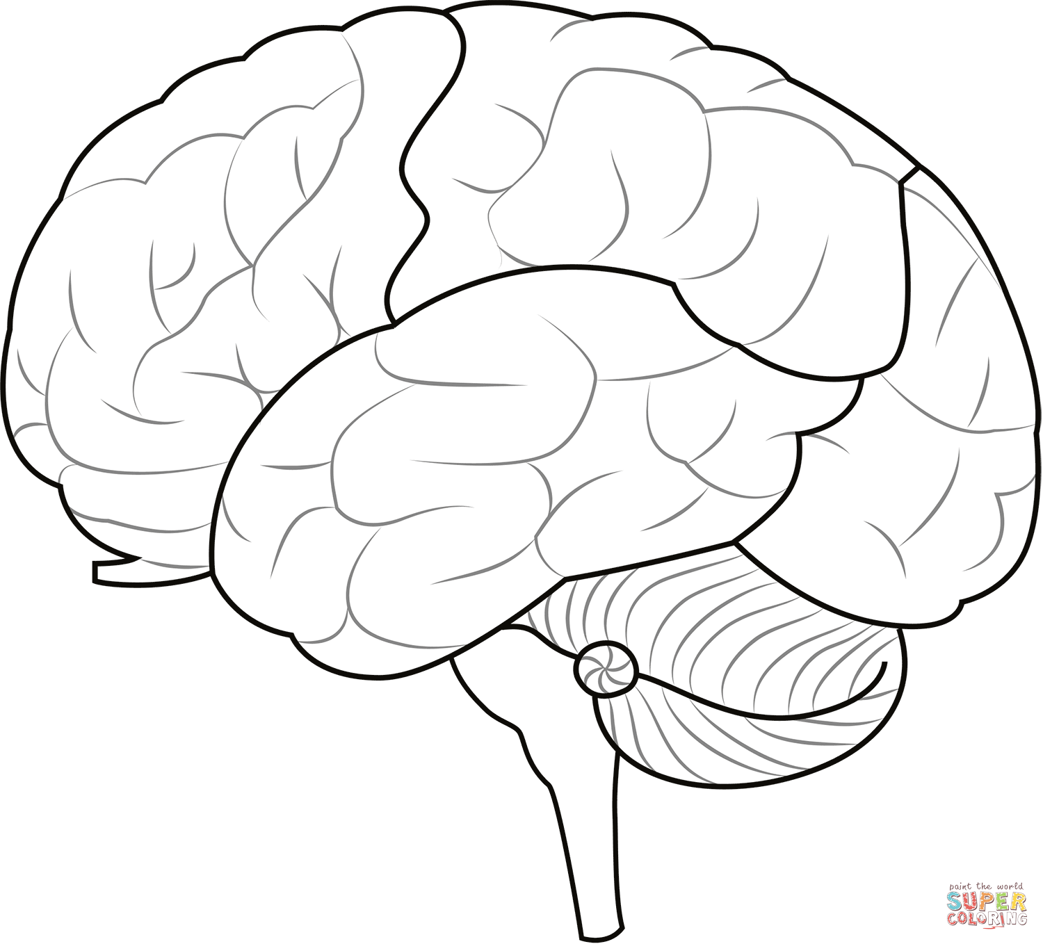 Brain regions coloring page free printable coloring pages