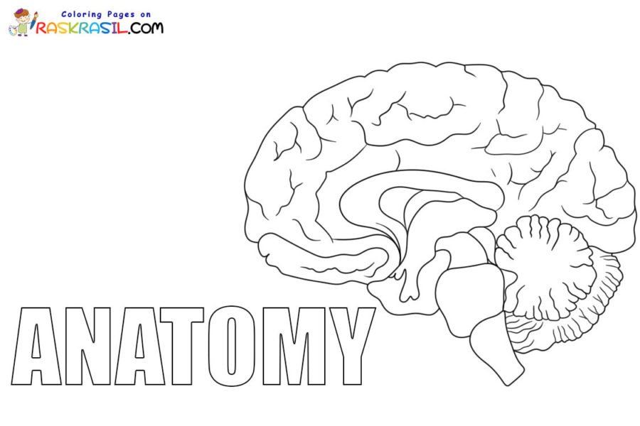 Anatomy coloring pages printable for free download