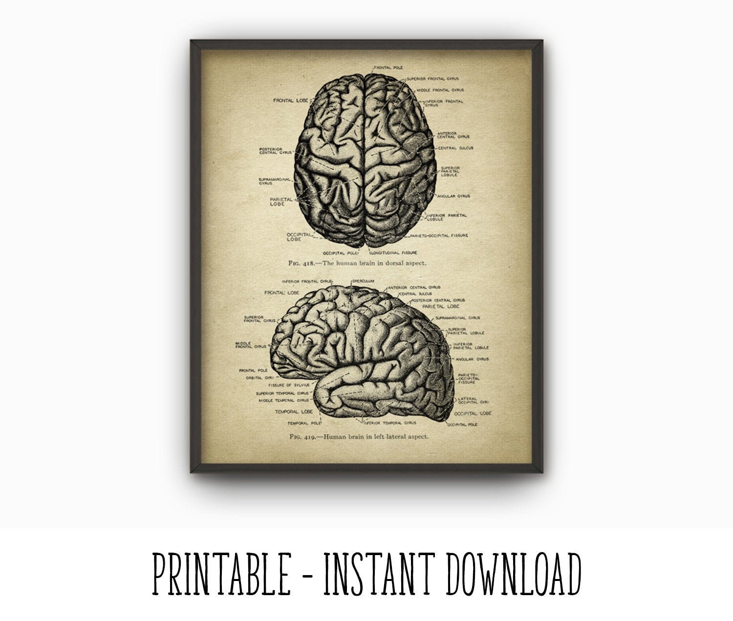 Printable brain anatomy print neuroscience wall art poster human brain anatomy science poster medicine student dorm decor instant download