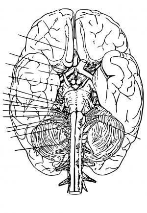 Free printable anatomy coloring pages for adults and kids