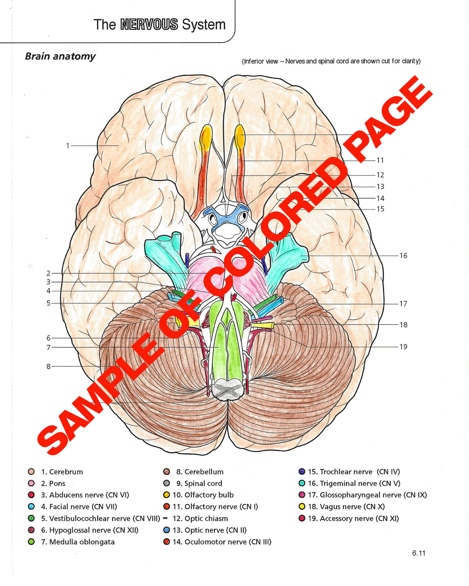 Anatomy physiology coloring book scientific publishing anatomy physiology coloring book anatomy physiology coloring book anatomy physiology coloring book