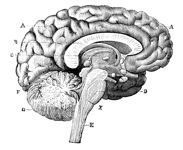 Human brain diagram stock photos pictures royalty