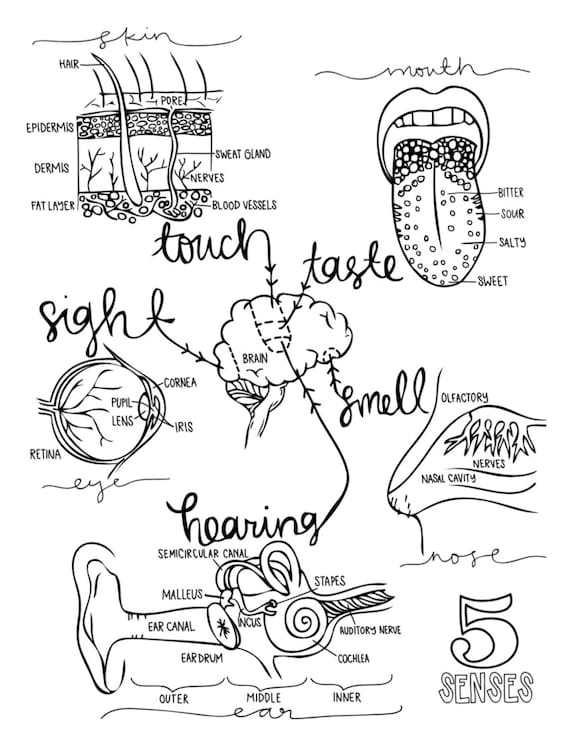 Anatomy coloring pages