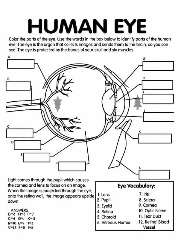 Free anatomy coloring pages