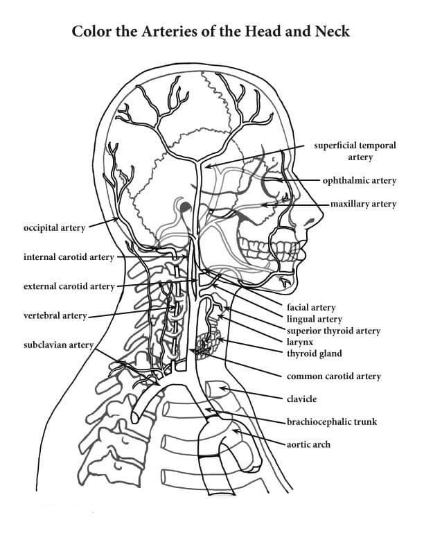 Anatomy coloring pages printable for free download