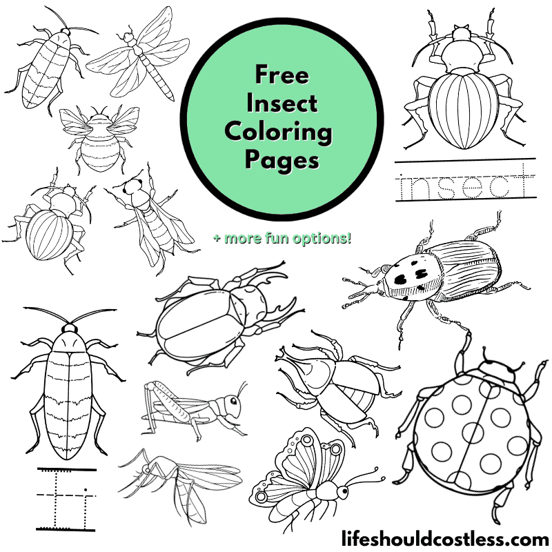 Insect coloring pages free printable pdf templates