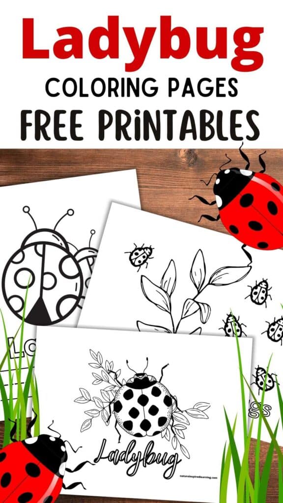 Ladybug coloring pages and printables for kids