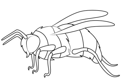 Bumblebee coloring page free printable coloring pages