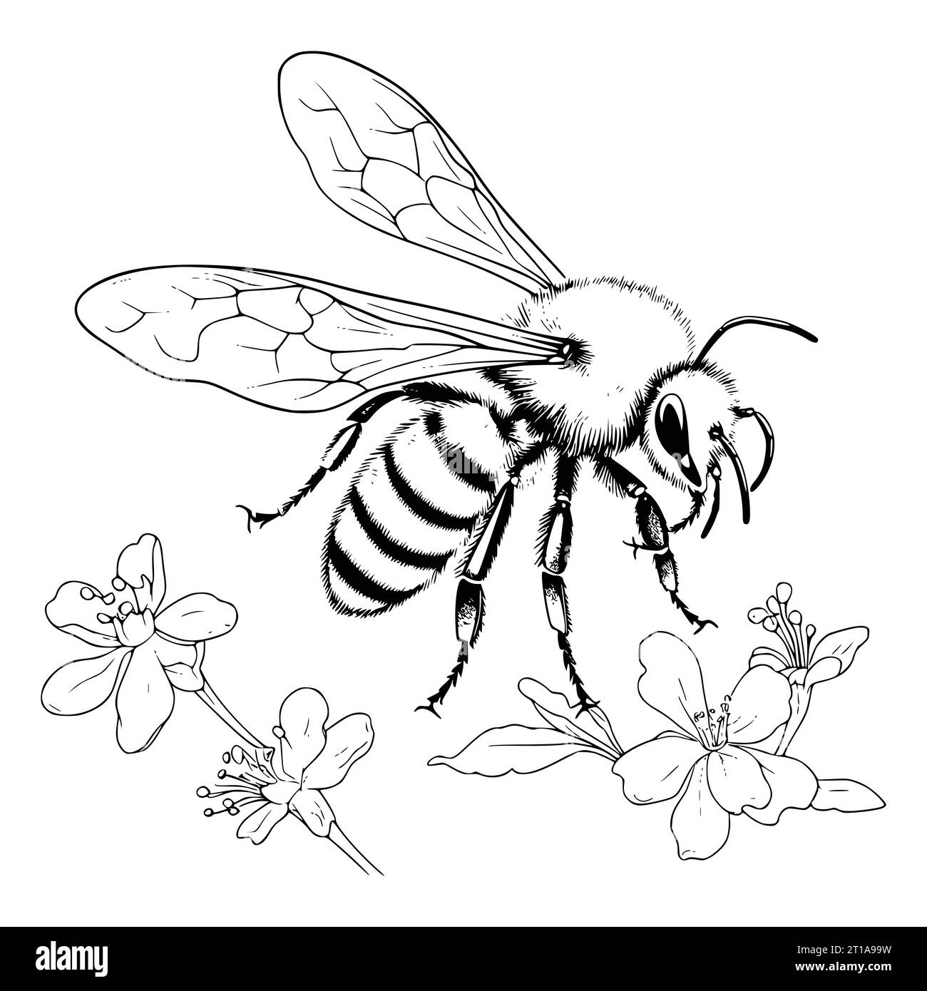 Bumblebee colouring pages printable cut out stock images pictures