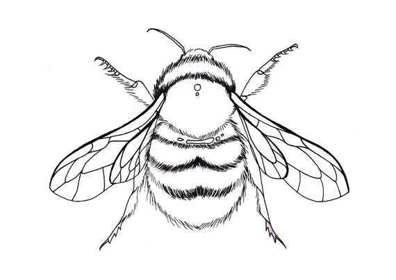 Bumble bee colouring page stay at home bee artwork childrens colouring katgiannini