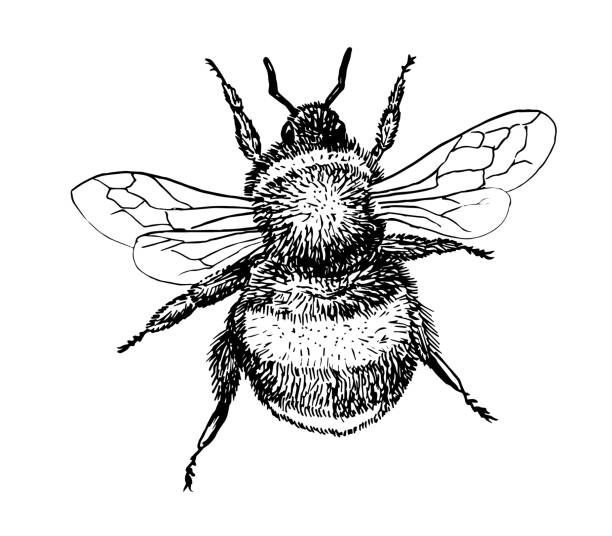 Bumble bee coloring pages stock illustrations royalty