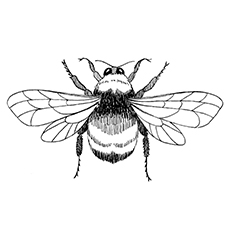Top bumblebee coloring pages for your little one