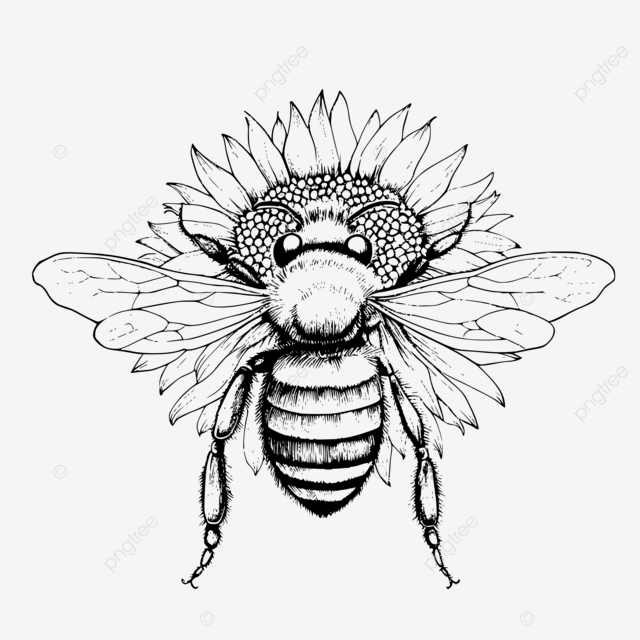 Bee with sunflower coloring pages for kids vector bumble bee coloring pages honey bee coloring pages bee coloring pages printable png and vector with transparent background for free download