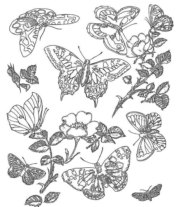 Butterfly coloring pages for adults