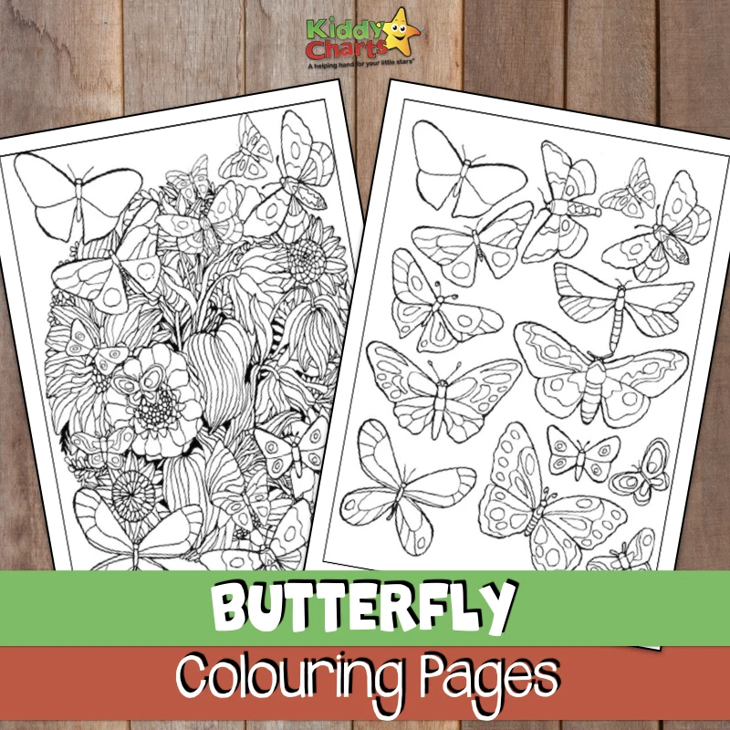 Butterfly coloring pages for adults and kids