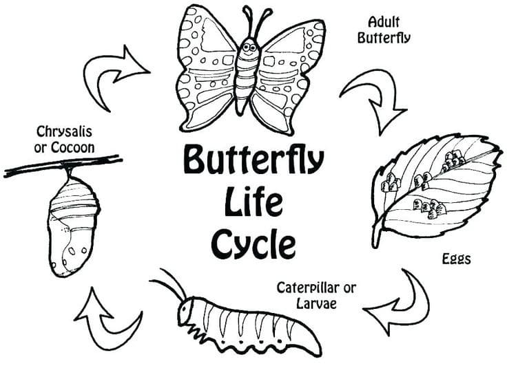 Biology butterfly life cycle coloring page