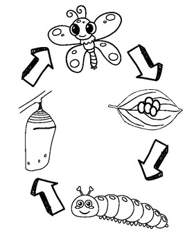 Butterfly life cycle coloring sheet by jenna otten tpt