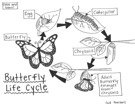 Butterfly life cycle